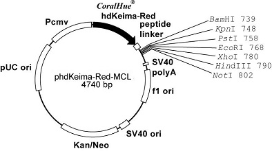 Plasmid map of phdKeima-Red-MCL