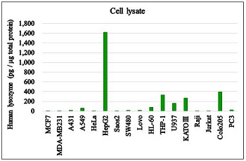 Human lysozyme concentration in cell lysates