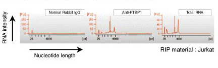 Characterization of isolated RNA with Bioanalyzer