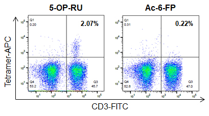 Cell staining using APC-labeled MR1 Tetramers