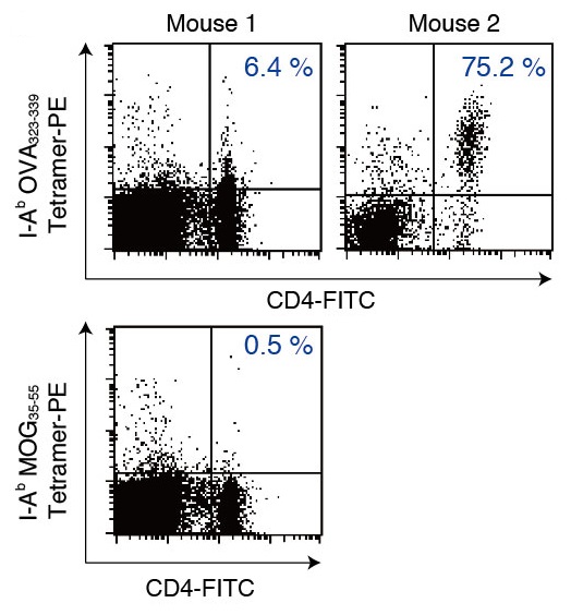 I-Ab OVA323-339 tetramer staining offreshly isolated OT-II splenocytes