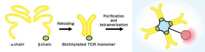 Preparation of TCR Tetramers
