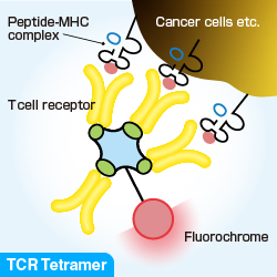 TCR tetramer structure image