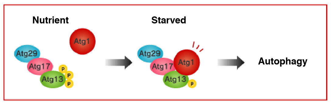 Atg1蛋白質キナーゼ複合体図