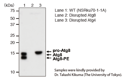 Western blotting（Anti-Atg8 (Filamentous fungi) pAb（Code No.PM090））