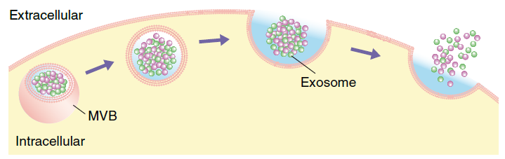 Exosome image