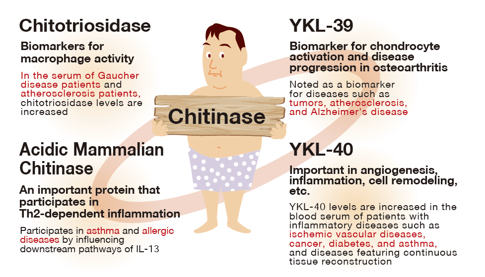 Chitinase and chitinase-like proteins