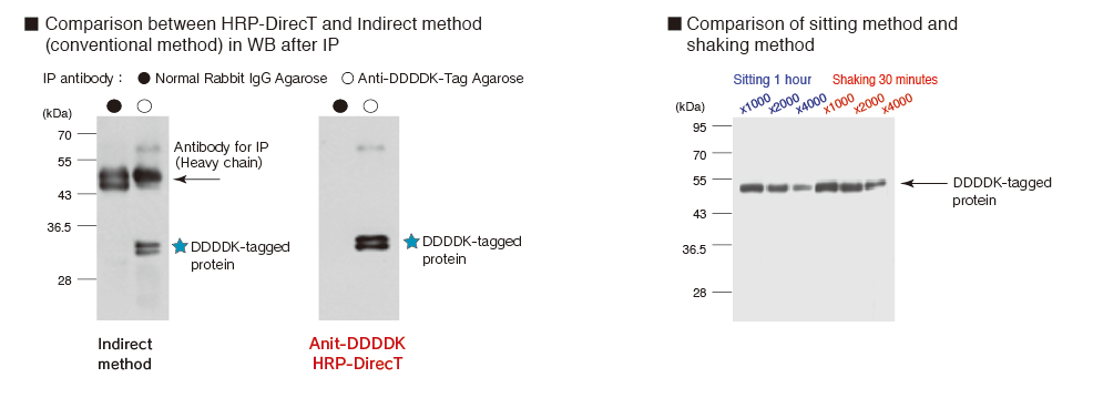 Anti-DDDDK-tag HRP-DirecT (Code No.PM020-7) WB