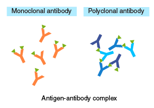 Antigen-antibody complex