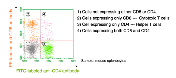 Application example of fluorescent-labeled antibody: Flow cytometry