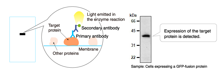 Application example of enzyme-labeled antibodies: Western blotting