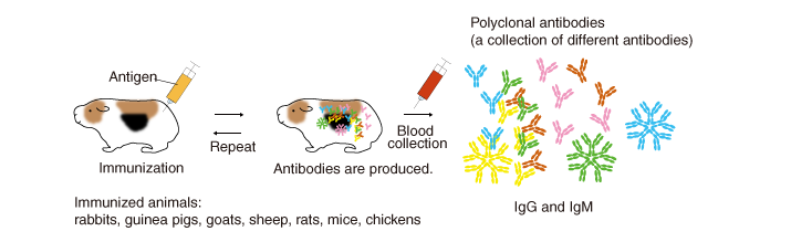 How to generate polyclonal antibodies 