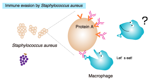 Immune evasion by Staphylococcus aureus