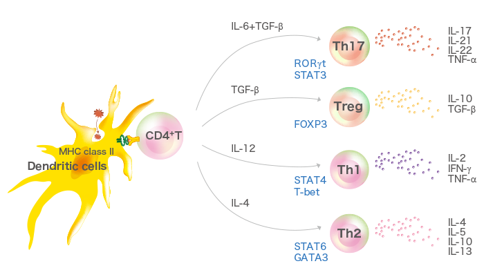 Th17細胞の分化