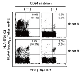 CD94 抗体によるHLA-E Tetramer 結合阻害