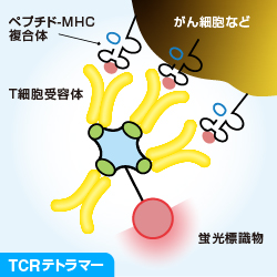 TCRテトラマー模式図