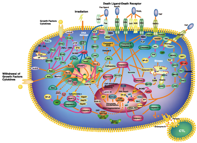 apoptosis signaling