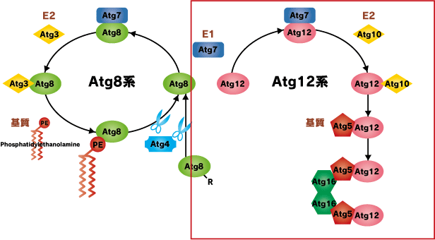 Atg12の結合反応系図