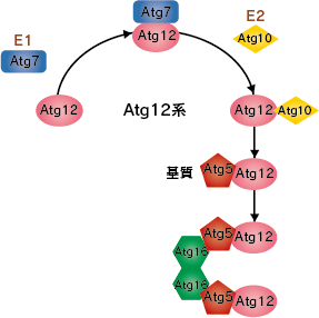 Atg12結合反応系