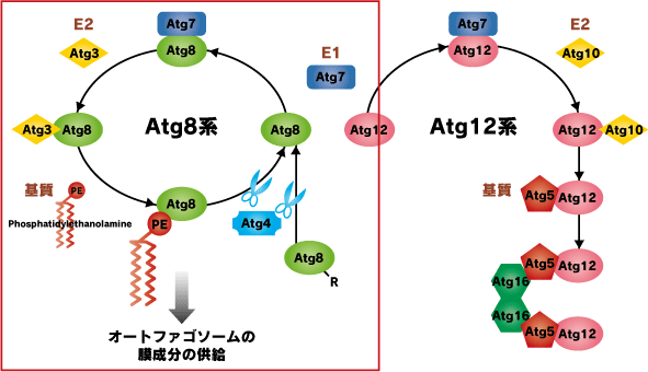 Atg8の結合反応系図
