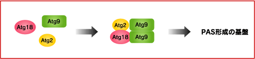 Atg9とAtg2-Atg18複合体