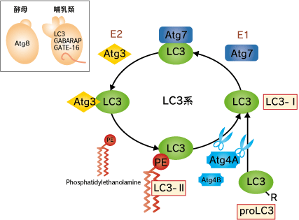 LC3 とLC3 結合反応系