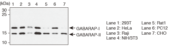 Western blotting （Anti-GABARAP mAb（Code No. M135-3））