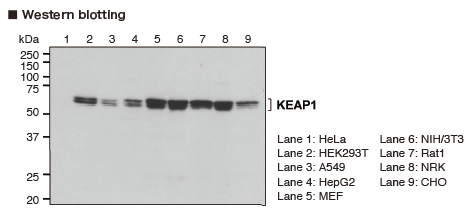 Anti-KEAP1 mAb（Code No. M224-3）製品データ