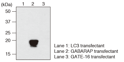 Western blotting （Anti-GABARAP pAb（Code No. PM037））
