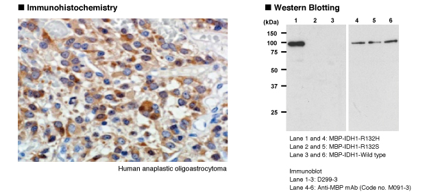 抗IDH1-R132Hモノクローナル抗体 免疫組織染色 Western Blot データ