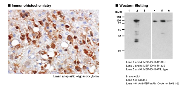 抗IDH1-R132Sモノクローナル抗体 免疫組織染色 Western Blot データ