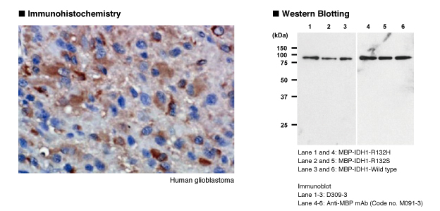 抗IDH1モノクローナル抗体 免疫組織染色 Western Blot データ