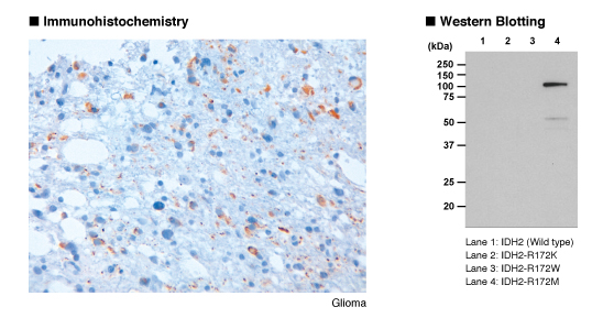 抗IDH2-R172Mモノクローナル抗体 免疫組織染色 Western Blot データ
