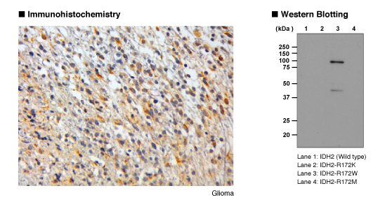 抗IDH2-R172Wモノクローナル抗体 免疫組織染色 Western Blot データ