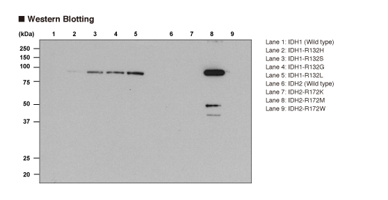 抗変異型IDH1/2モノクローナル抗体 Western Blot データ