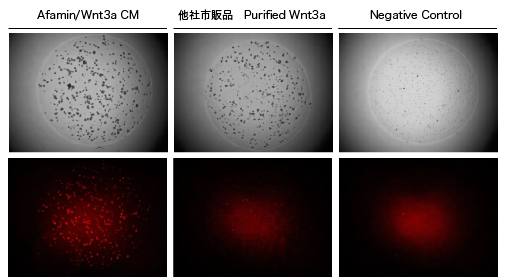 Afamin/Wnt3a CMによるLGR5陽性細胞の維持培養