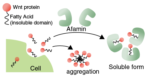 Afamin/Wnt3aコンプレックスの概要図