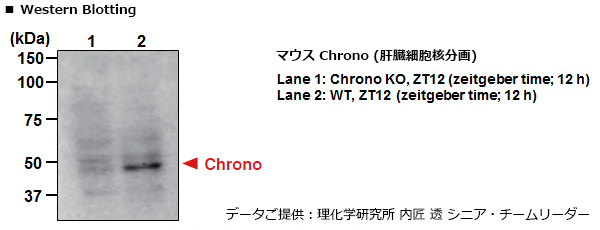 chrono-pm087-wb