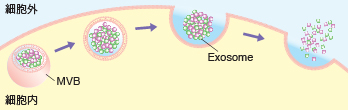 エクソソーム（Exosome）が細胞外に放出されるまでの模式図
