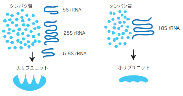 rRNAの合成