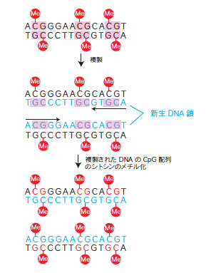 複製後のDNAメチル化パターンの継承