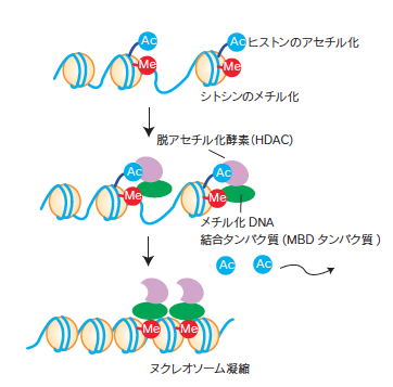 メチル化DNA・MBDタンパク質・HDACによるクロマチン構造の変化