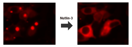 Fluoppiによるp53-MDM2の相互作用の阻害の検出