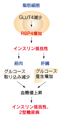 rbp4