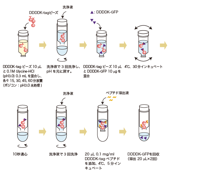 DDDDK融合タンパク質精製ゲル～実践編～
