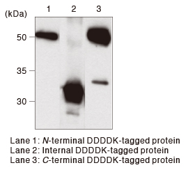 DDDDK-tagポリクローナル抗体 WB