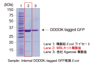 DDDDK-tagged Protein PURIFICATION KIT