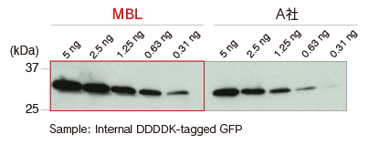 Anti-DDDDK-tag mAb (Clone: FLA-1) WB