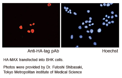 HA-tagポリクローナル抗体 細胞染色