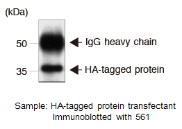 HA-tagポリクローナル抗体 免疫沈降